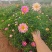 绿化苗木玛格丽特#基地批发#适合庭院花园小区绿化带