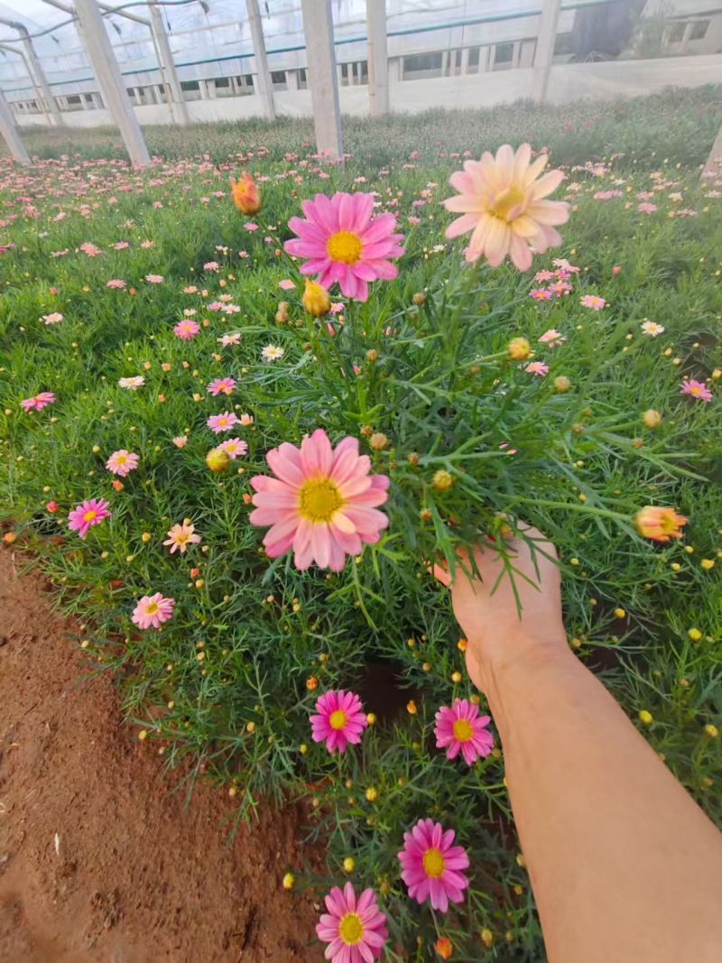 绿化苗木玛格丽特#基地批发#适合庭院花园小区绿化带
