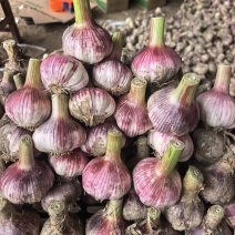 大蒜新大蒜河南紫皮蒜电商超市按需加工可发全国