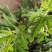 无花果树四季盆景原土原盆矮化盆载花卉庭院阳台