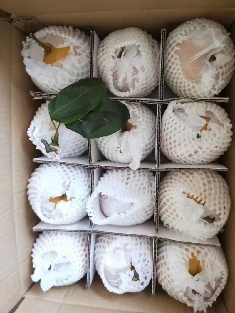 翠冠，黄花梨