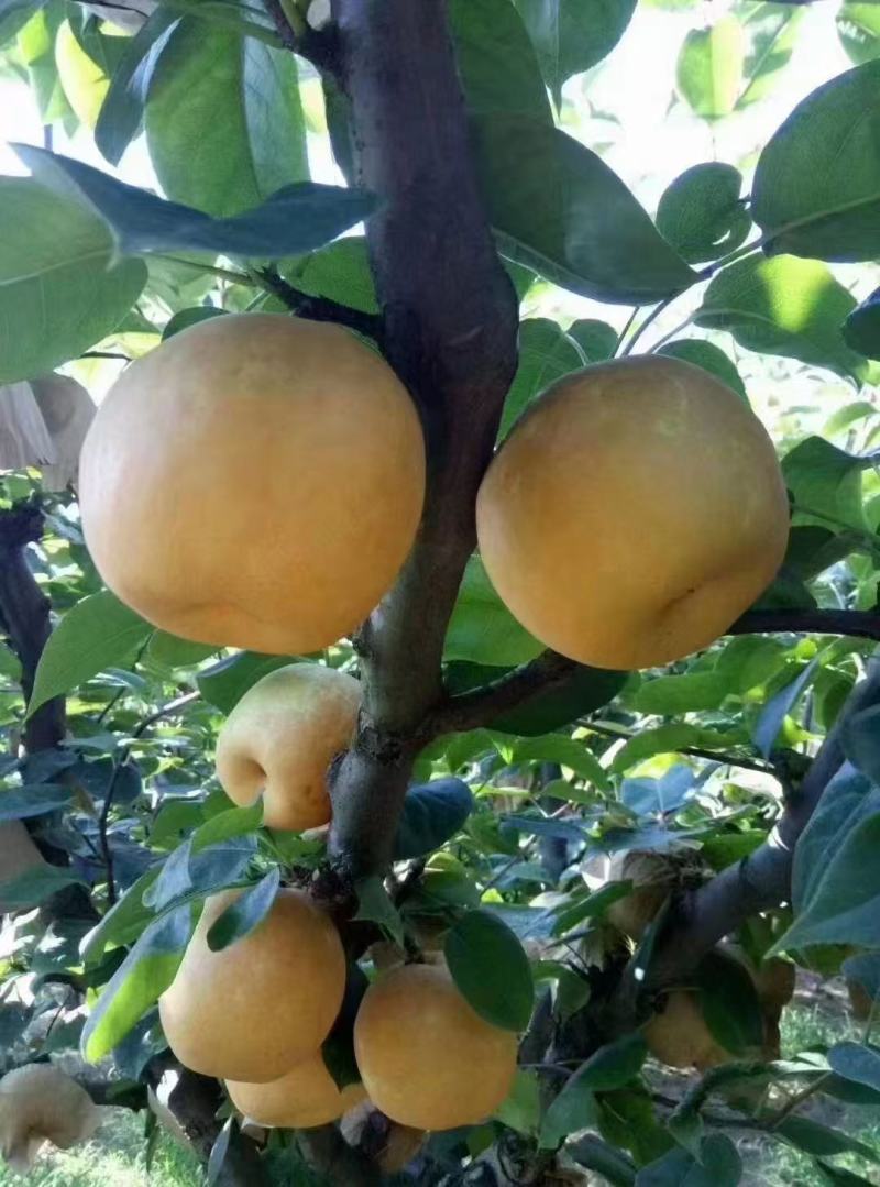 翠冠，黄花梨