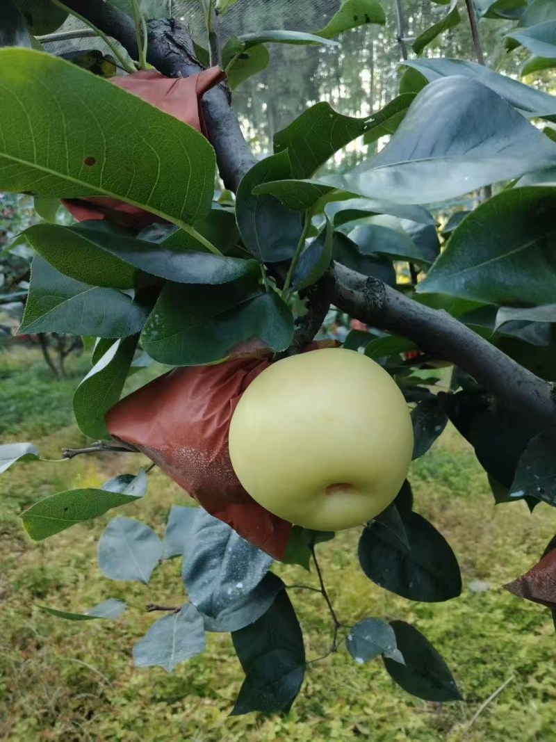 翠冠，黄花梨
