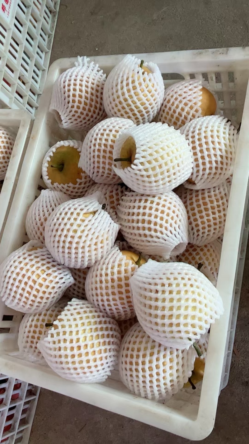 翠冠，黄花梨