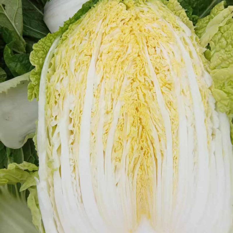 本地黄心白菜，黄心菜，产地直销，代发全国，价格不高