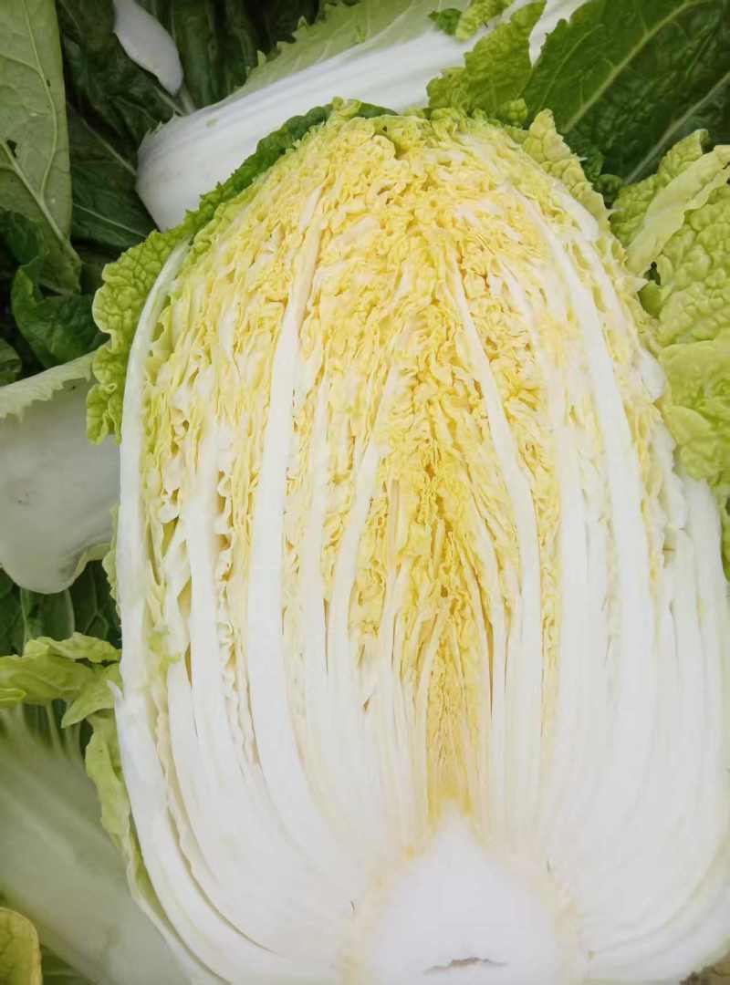 本地黄心白菜，黄心菜，产地直销，代发全国，价格不高