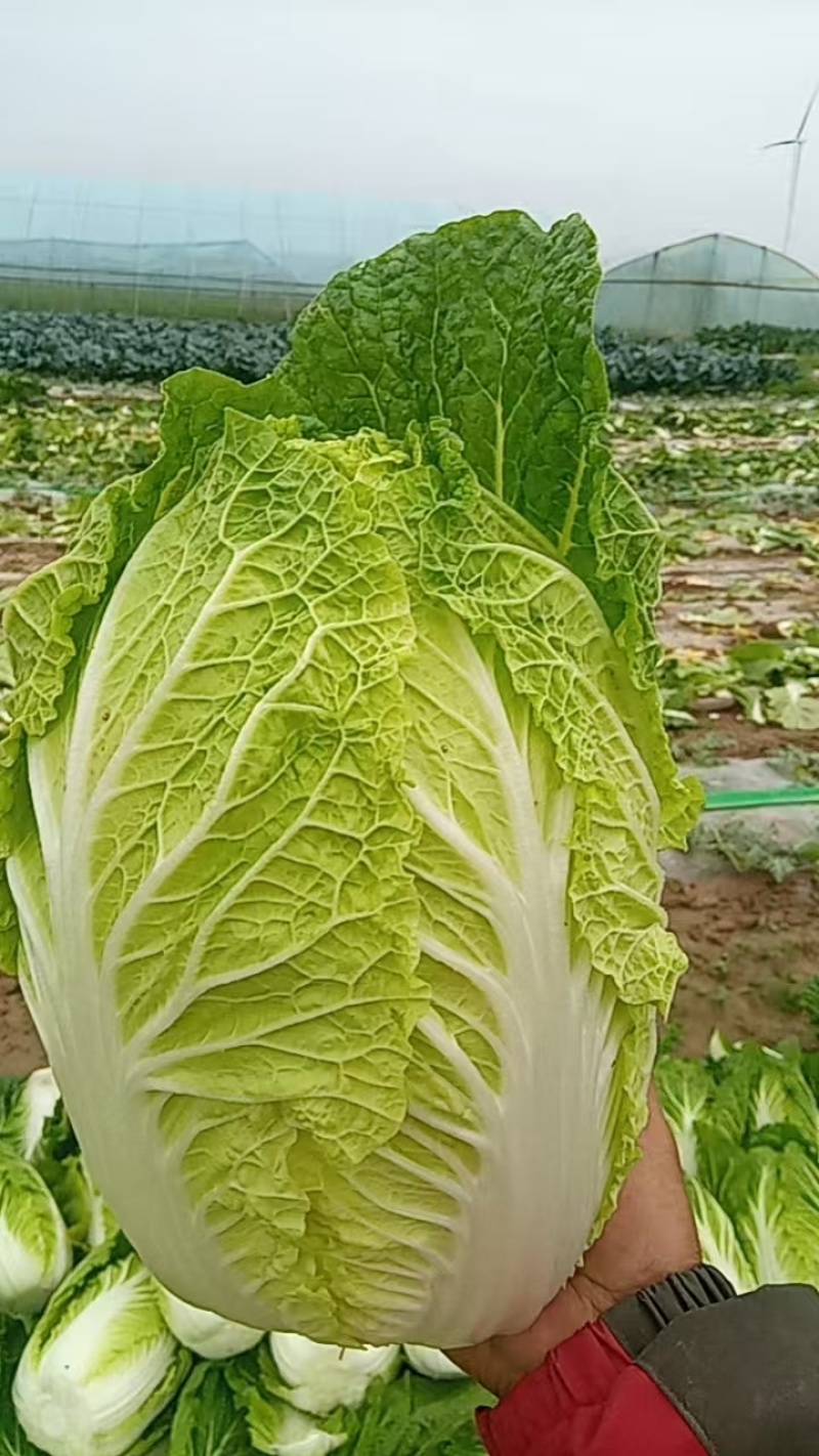 本地黄心白菜，黄心菜，产地直销，代发全国，价格不高