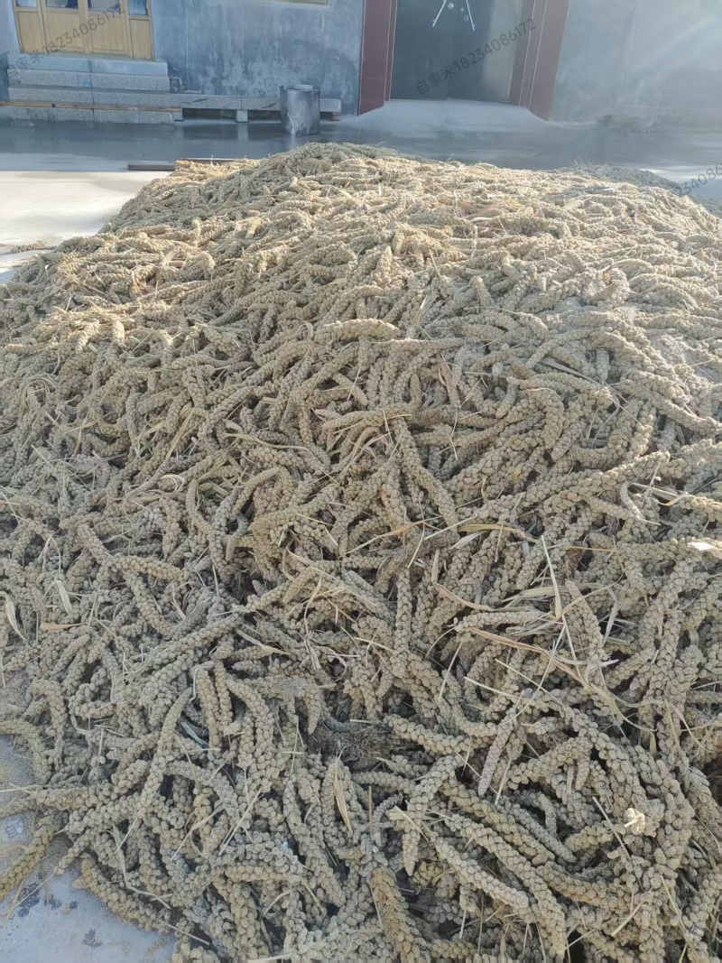 山西黄小米