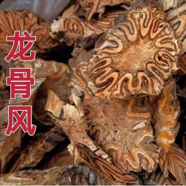 包邮）广西龙骨风500g泡酒料煲汤料中药材