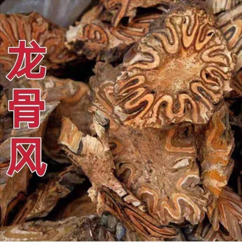 包邮）广西龙骨风500g泡酒料煲汤料中药材