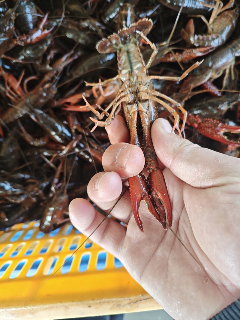 精品湖区7-9钱，9以上精品湖虾免洗规格酒店用**货