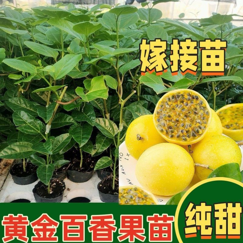 纯甜大果黄金百香果树苗批发四季结果嫁接苗阳台庭院爬藤盆栽