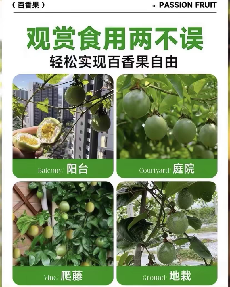 纯甜大果黄金百香果树苗批发四季结果嫁接苗阳台庭院爬藤盆栽