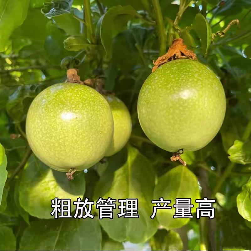 纯甜大果黄金百香果树苗批发四季结果嫁接苗阳台庭院爬藤盆栽