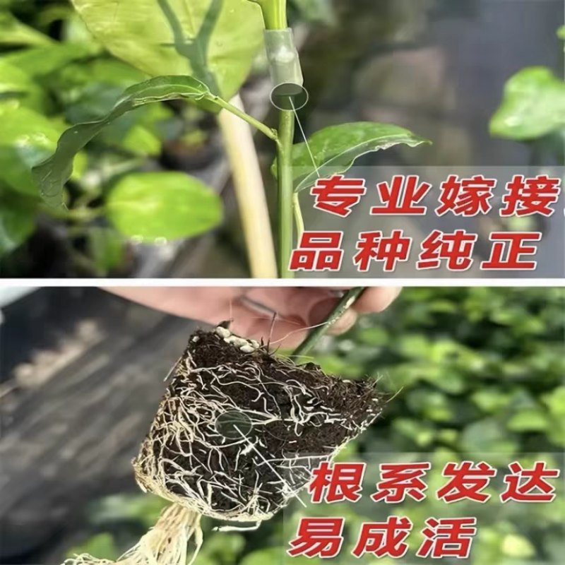 纯甜大果黄金百香果树苗批发四季结果嫁接苗阳台庭院爬藤盆栽