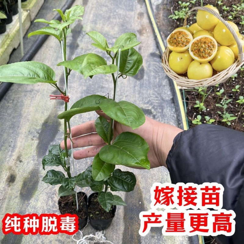 纯甜大果黄金百香果树苗批发四季结果嫁接苗阳台庭院爬藤盆栽