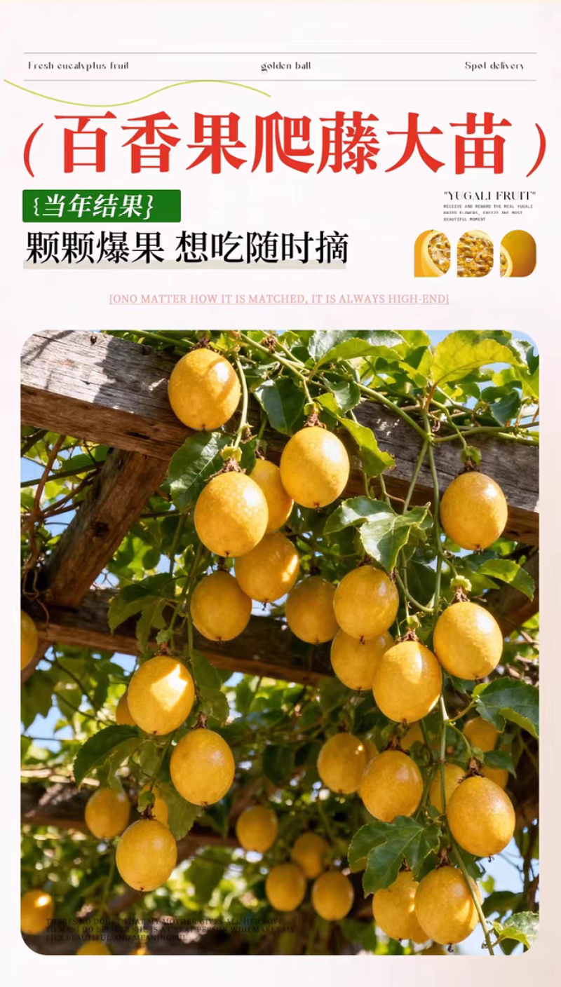 纯甜大果黄金百香果树苗批发四季结果嫁接苗阳台庭院爬藤盆栽