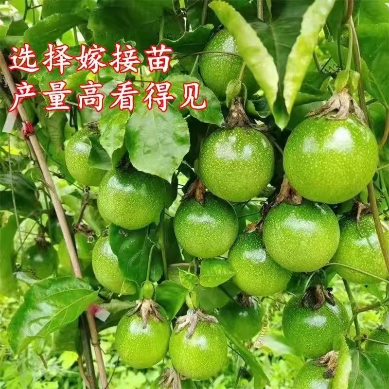 纯甜大果黄金百香果树苗批发四季结果嫁接苗阳台庭院爬藤盆栽
