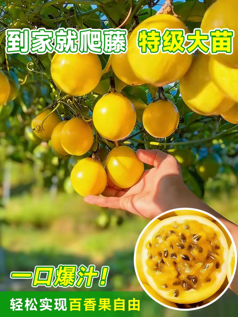 纯甜大果黄金百香果树苗批发四季结果嫁接苗阳台庭院爬藤盆栽