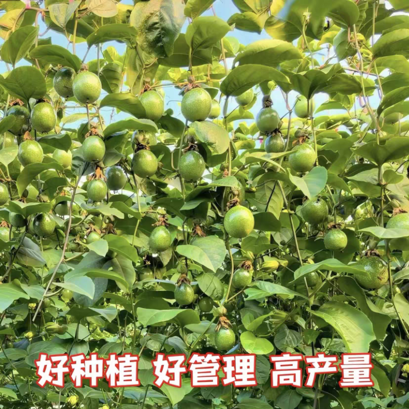 纯甜大果黄金百香果树苗批发四季结果嫁接苗阳台庭院爬藤盆栽