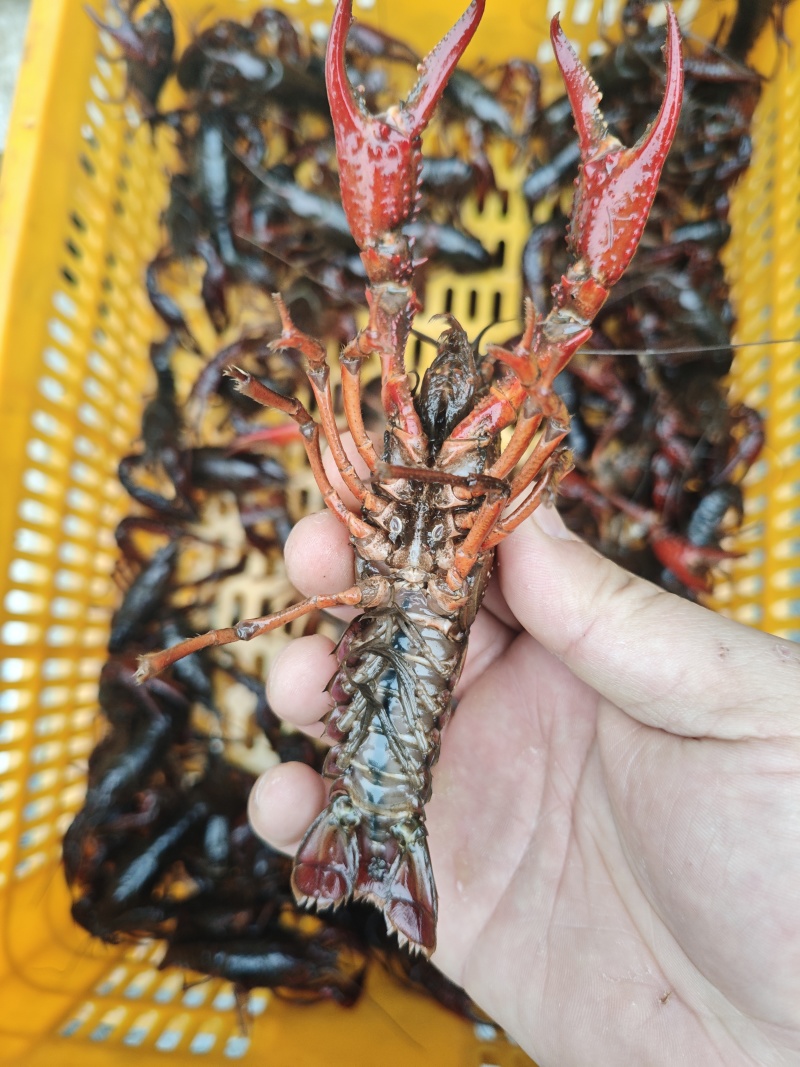 湖北清水小龙虾，规格漂亮，质量好，常年供应