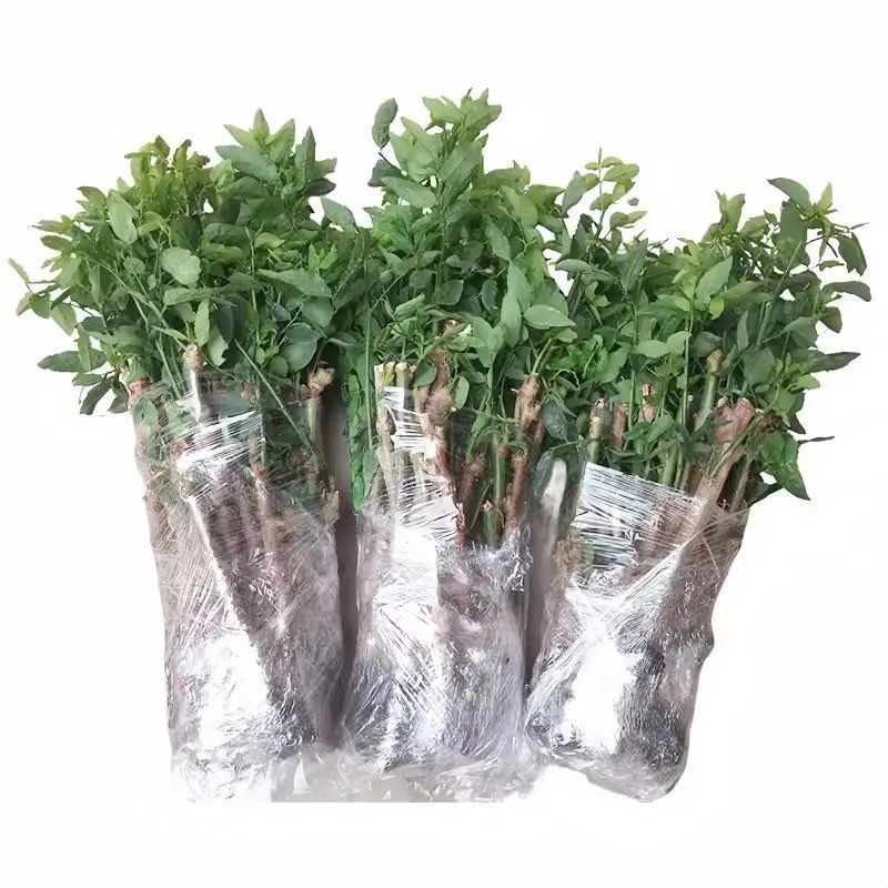 精选特级树仔菜苗，量大，成活率非常高，欢迎洽谈。