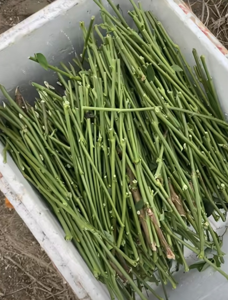 精选特级树仔菜苗，量大，成活率非常高，欢迎洽谈。