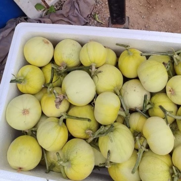 香瓜（荷兰王子）冰糖脆