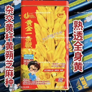 黄金一条鞭芝麻种子黄杆黄蒴白芝麻种子杂交丰产夏播芝麻种子