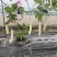 大白苦瓜