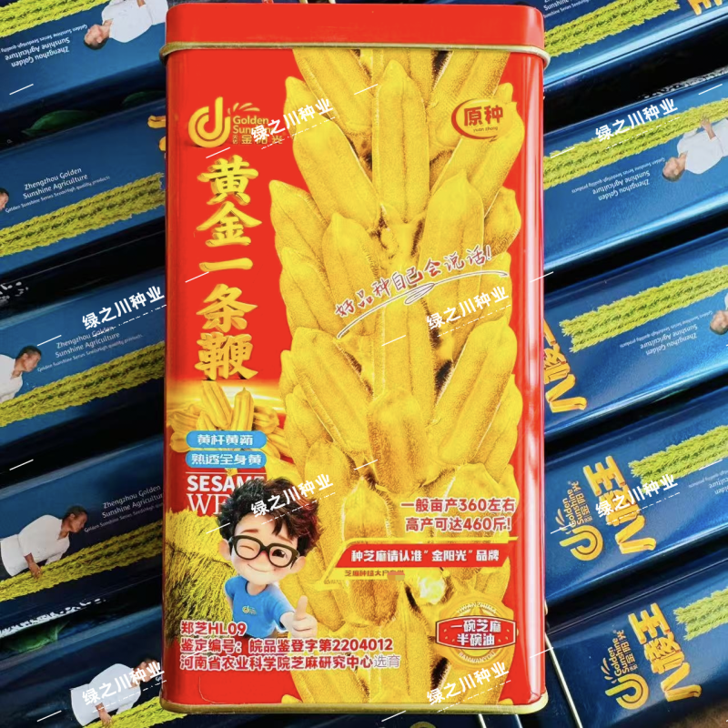 黄金一条鞭芝麻种子黄杆黄蒴白芝麻种子杂交丰产夏播芝麻种子