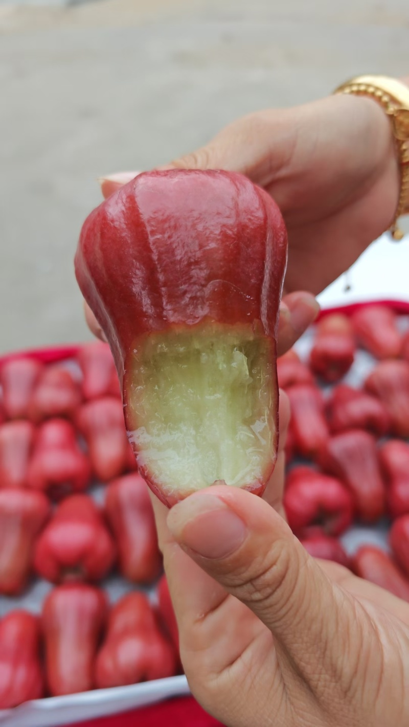 黑金刚莲雾
