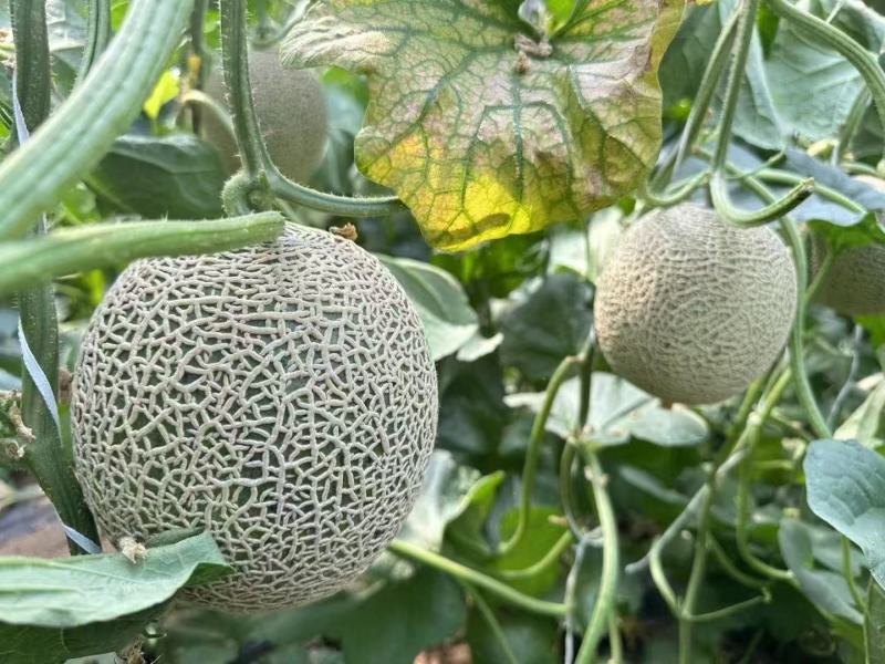 网纹瓜，玫珑瓜嘉华美华牛三101大量上市市场团购一件代发