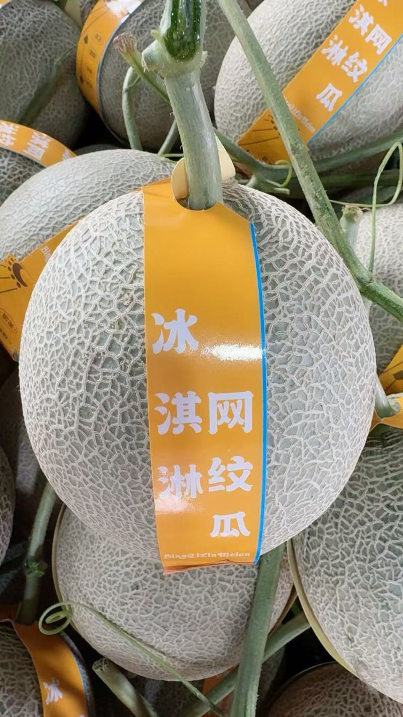网纹瓜，玫珑瓜嘉华美华牛三101大量上市市场团购一件代发