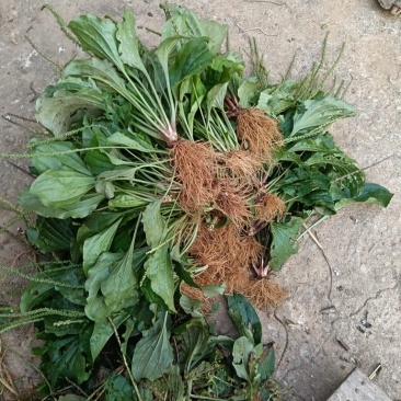 车前草