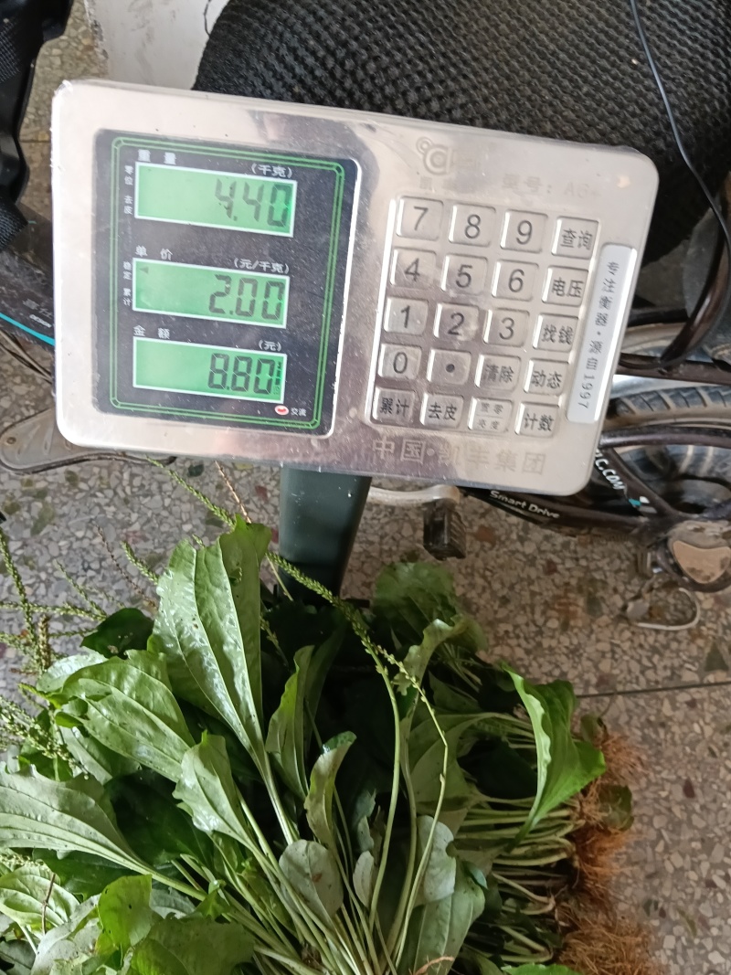 车前草