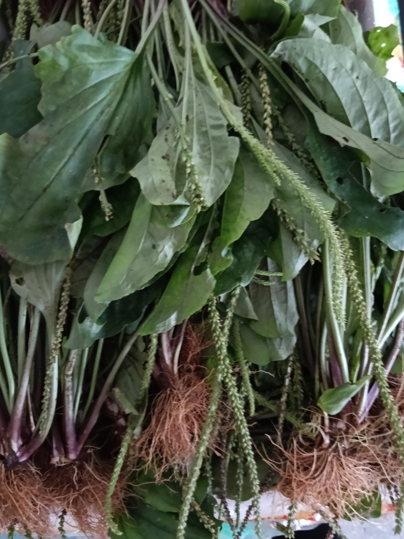 车前草