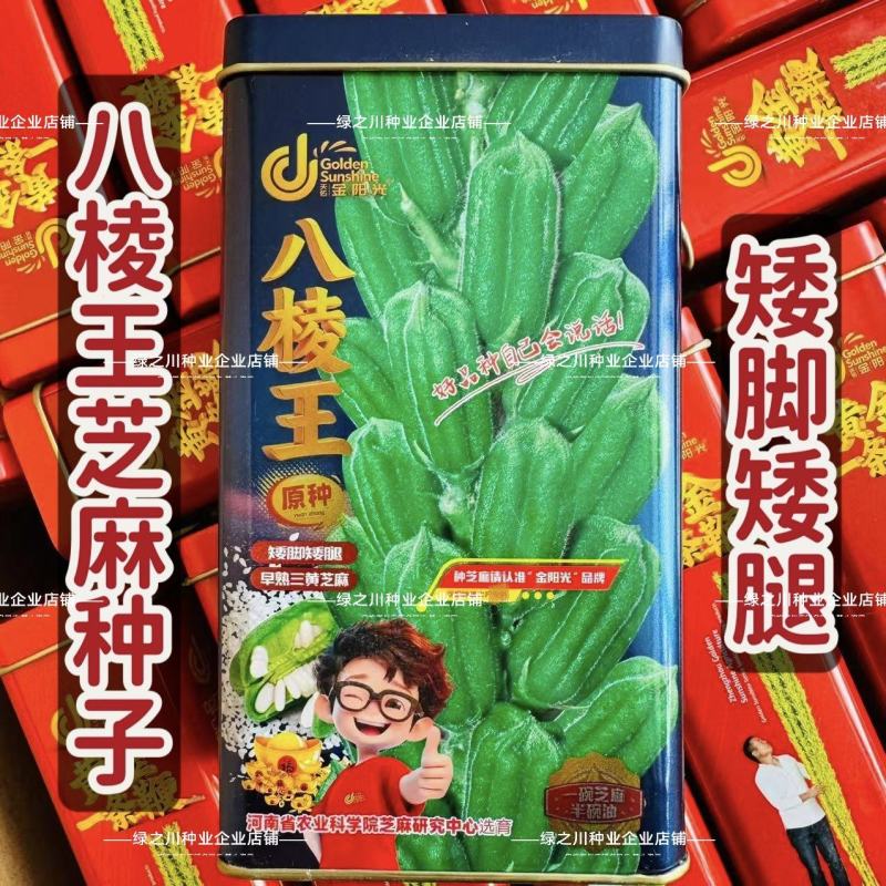八棱王白芝麻种子矮脚矮腿早熟三黄芝麻种籽春夏播产量高芝麻
