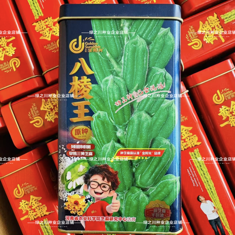 八棱王白芝麻种子矮脚矮腿早熟三黄芝麻种籽春夏播产量高芝麻