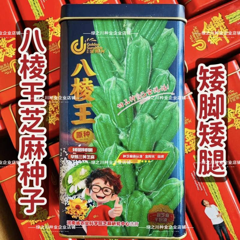 八棱王白芝麻种子矮脚矮腿早熟三黄芝麻种籽春夏播产量高芝麻