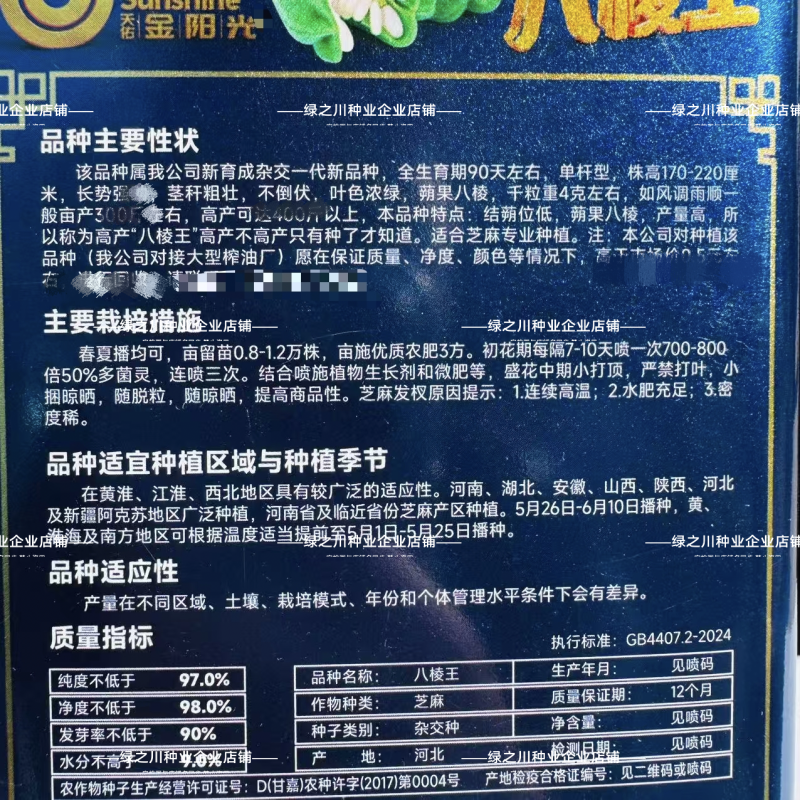 八棱王白芝麻种子矮脚矮腿早熟三黄芝麻种籽春夏播产量高芝麻