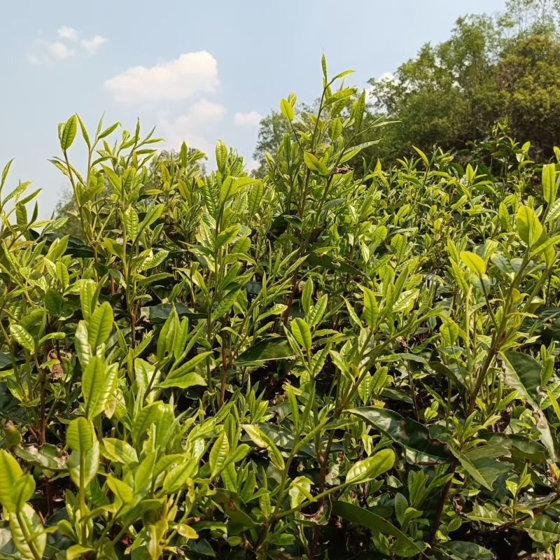 茶叶，云南普洱自家高山茶园