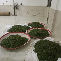 茶叶，云南普洱自家高山茶园