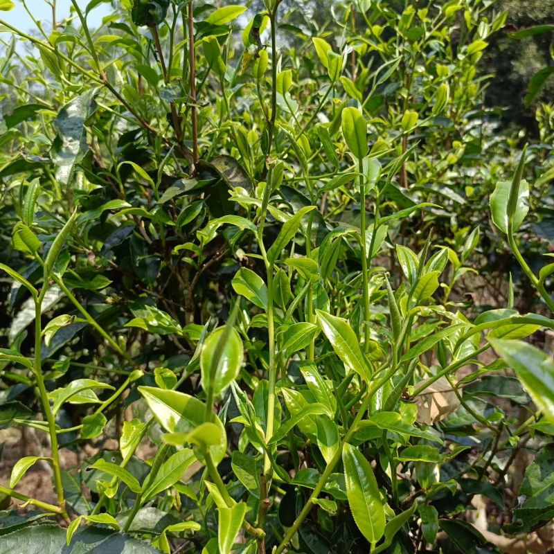 茶叶，云南普洱自家高山茶园