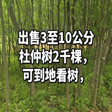 杜仲树苗