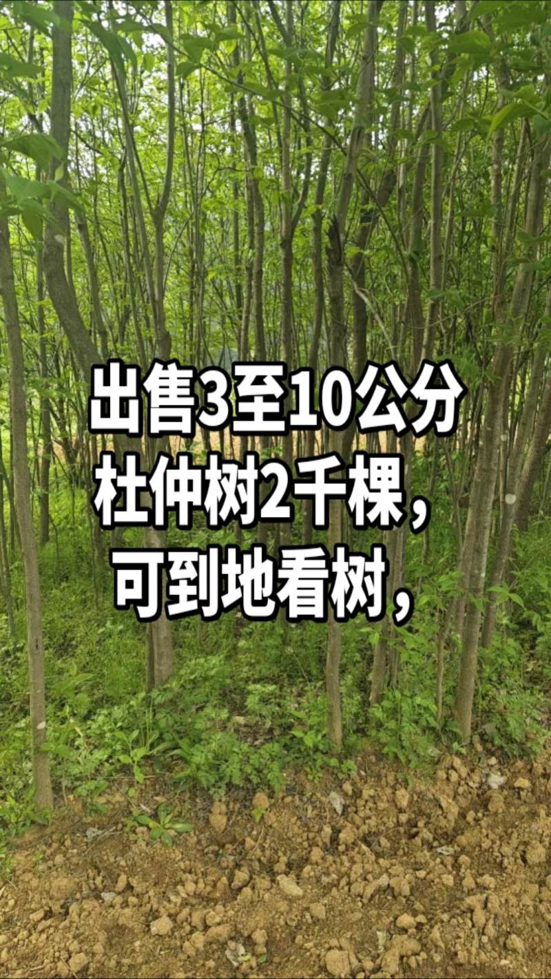 杜仲树苗