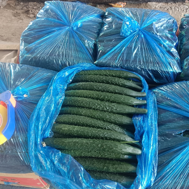 推荐密刺黄瓜万亩大棚精品黄瓜基地直发