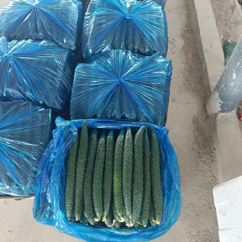 推荐密刺黄瓜万亩大棚精品黄瓜基地直发