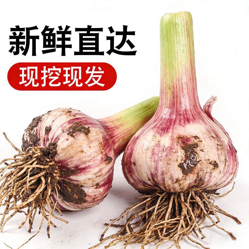 河南大蒜一手货源。