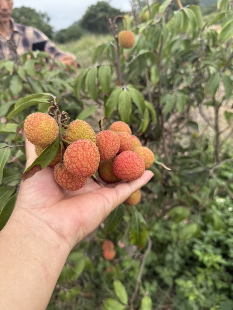 白糖婴大量上市买荔枝送本地🐓